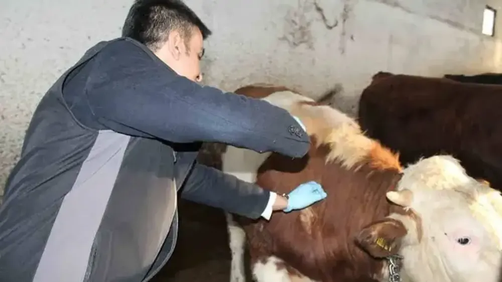 Adana'da şap alarmı..Canlı hayvan pazarı kapatıldı