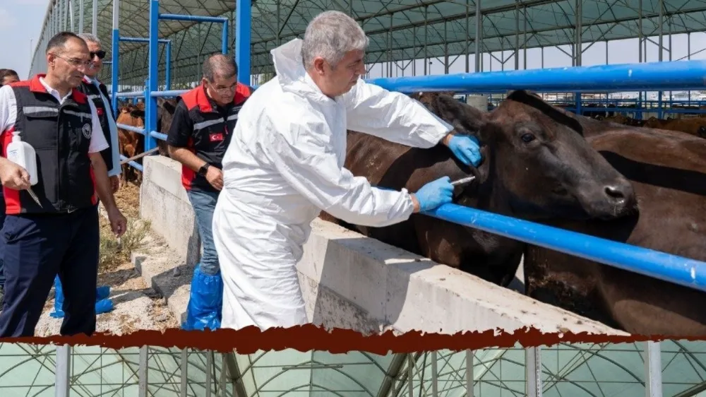Adana Tarım İl Müdürlüğünden Sonbahar Dönemi Şap Aşılaması