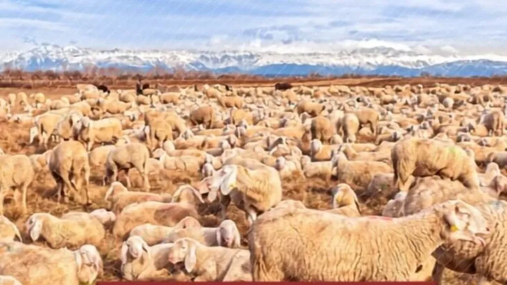 Adana’da Üreticilere 13 Milyon 499 Bin 880 TL Destek Ödemesi